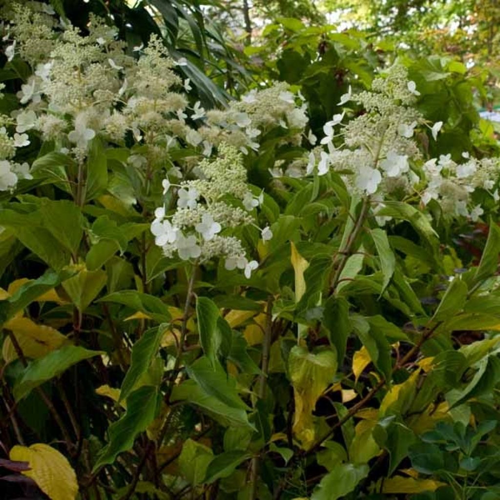 Hydrangea paniculata Kyushu - Ortensia paniculata