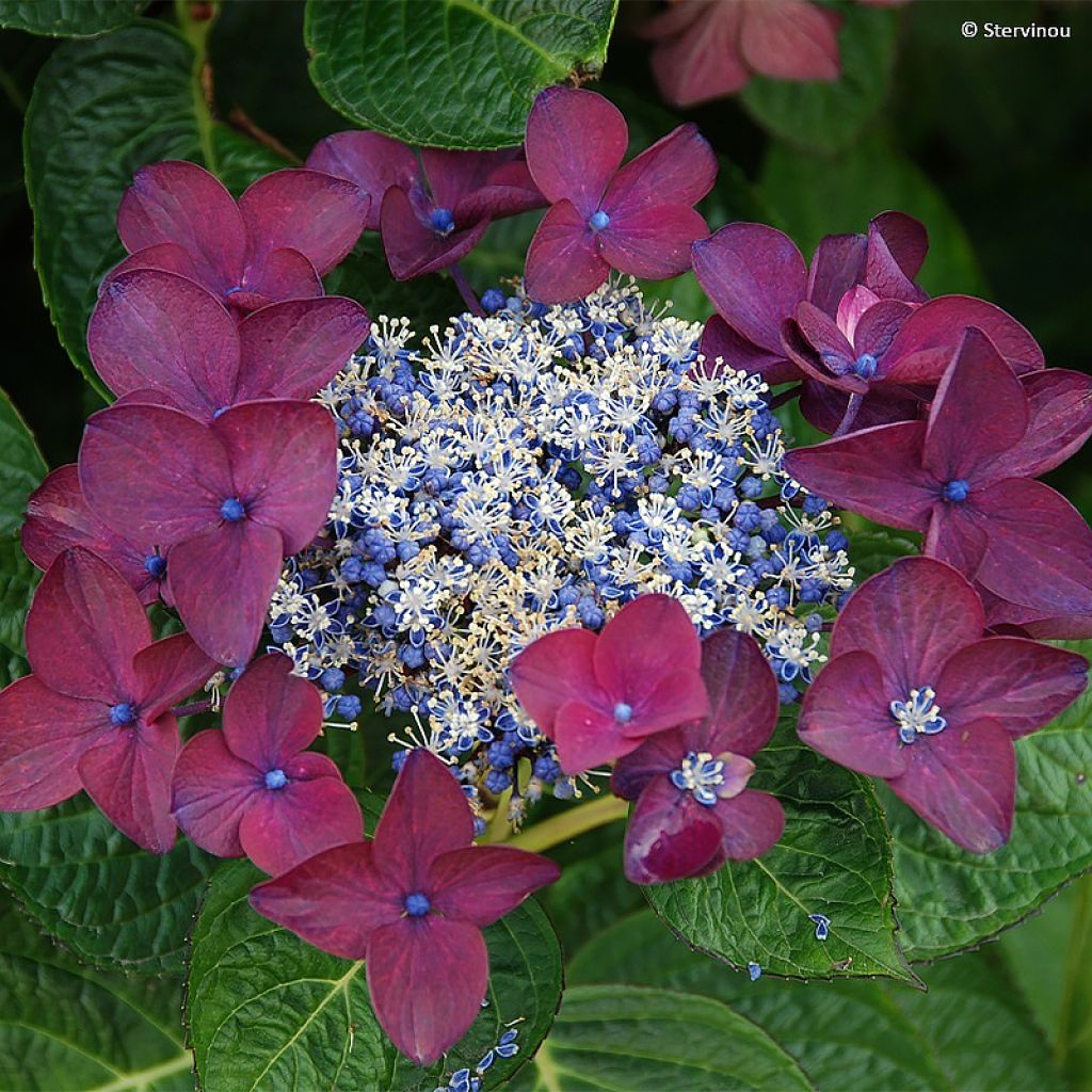 Hydrangea macrophylla Buchfink - Ortensia