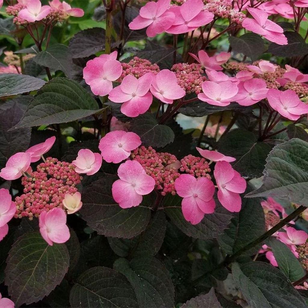 Hydrangea Daredevil - Ortensia