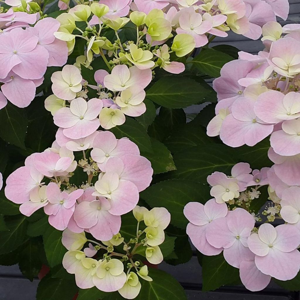 Hydrangea French Bolero - Ortensia