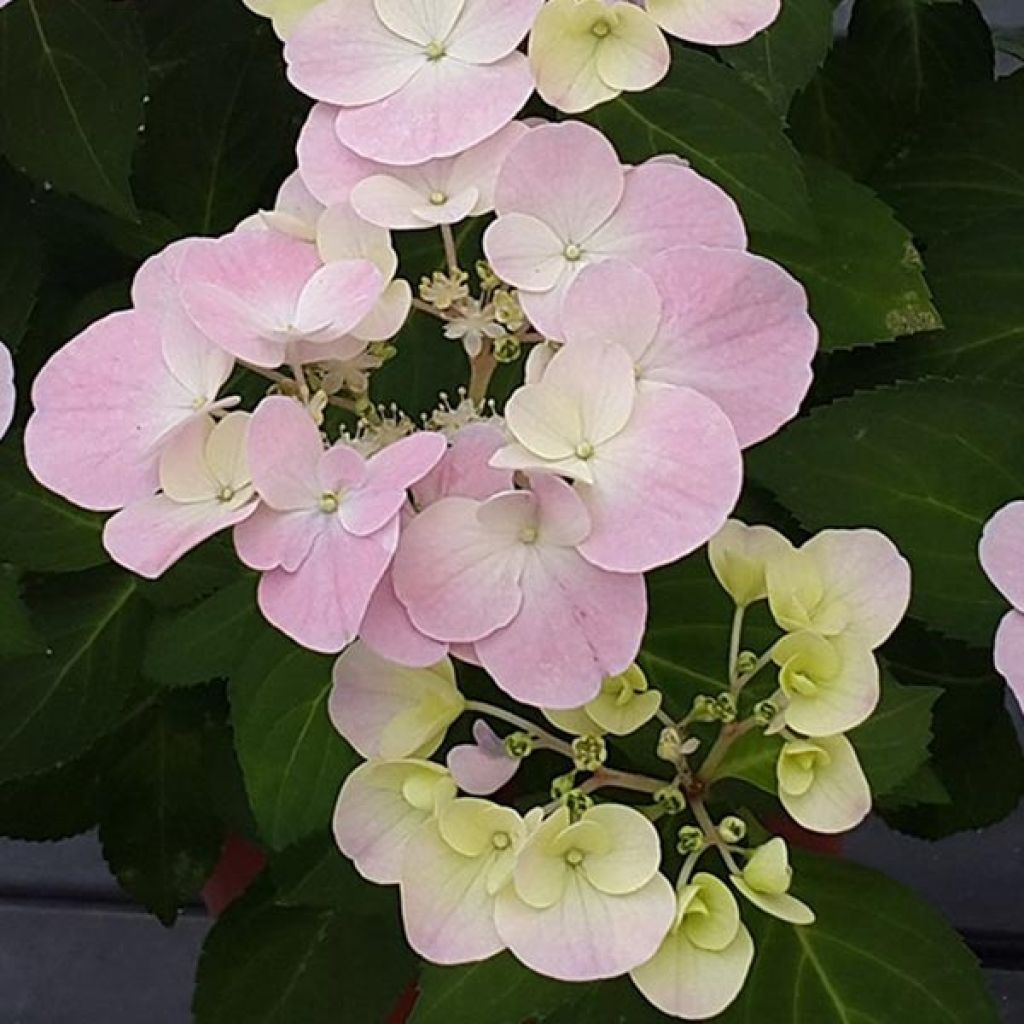 Hydrangea French Bolero - Ortensia