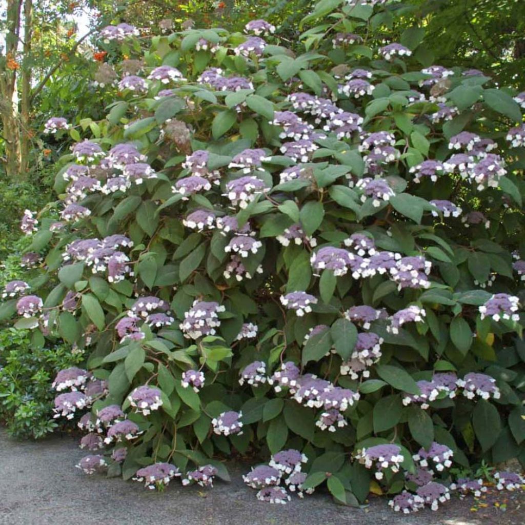 Hydrangea aspera Bellevue - Ortensia