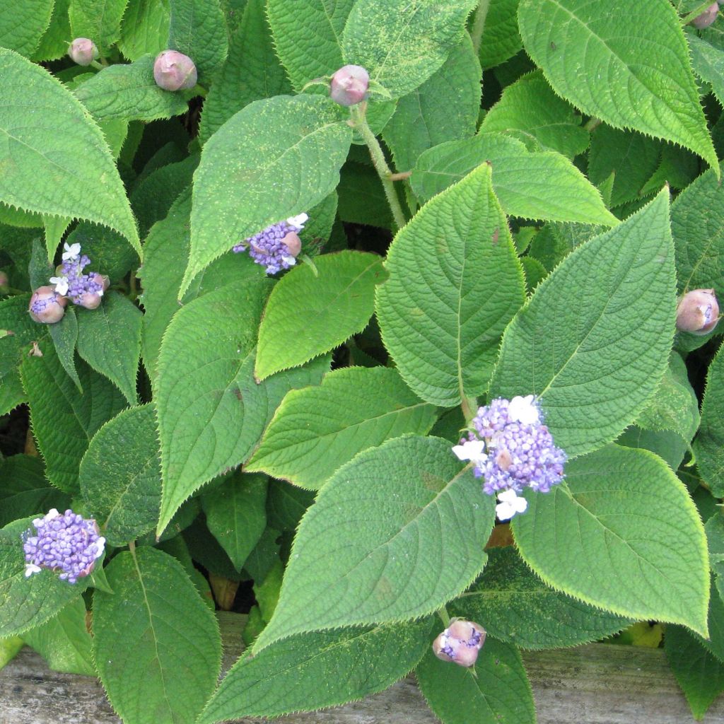 Hydrangea involucrata - Ortensia
