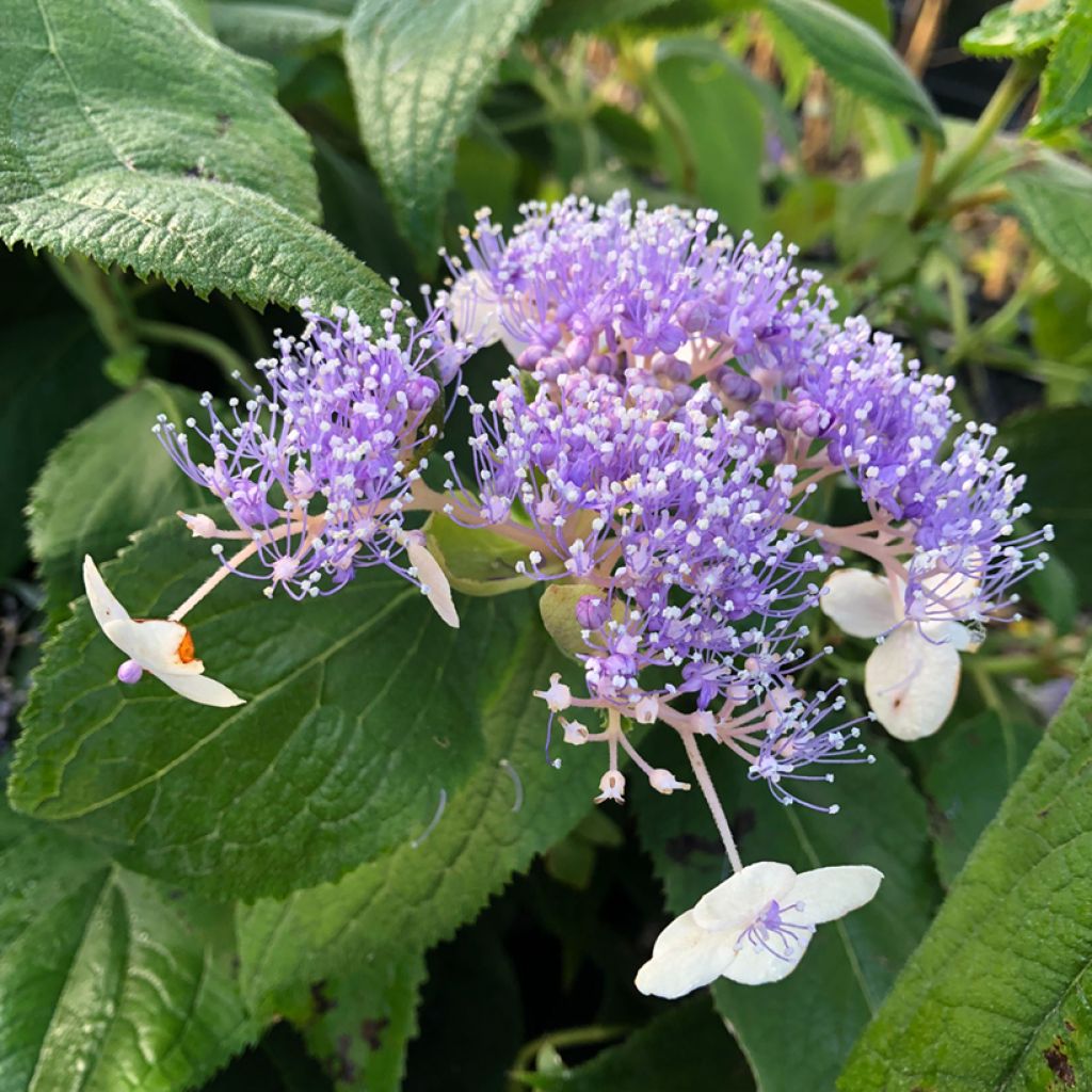 Hydrangea involucrata Late Love - Ortensia