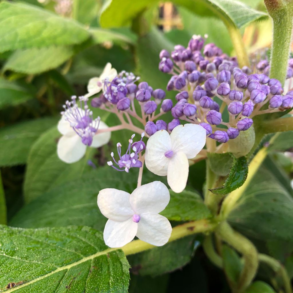Hydrangea involucrata Late Love - Ortensia