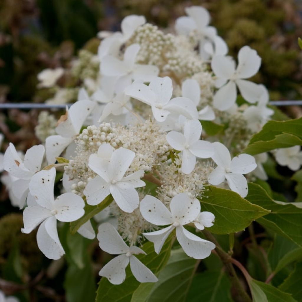 Hydrangea paniculata Levana - Ortensia paniculata