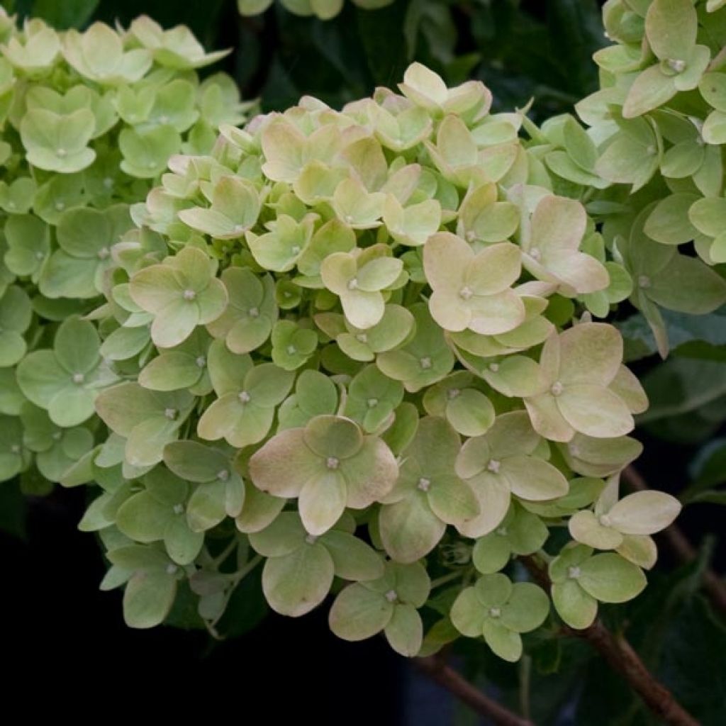 Hydrangea paniculata Little Lime - Ortensia paniculata