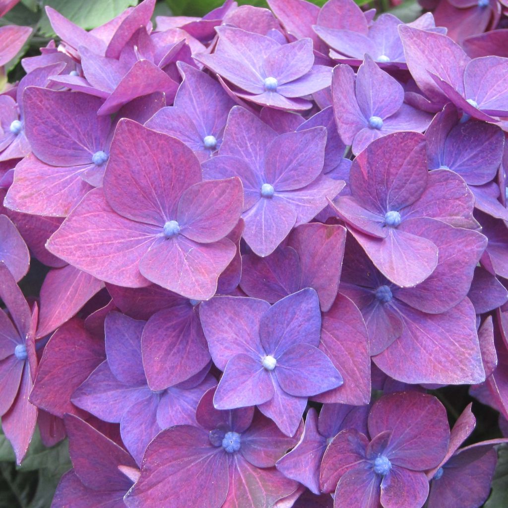 Hydrangea macrophylla Deep Purple Dance - Ortensia
