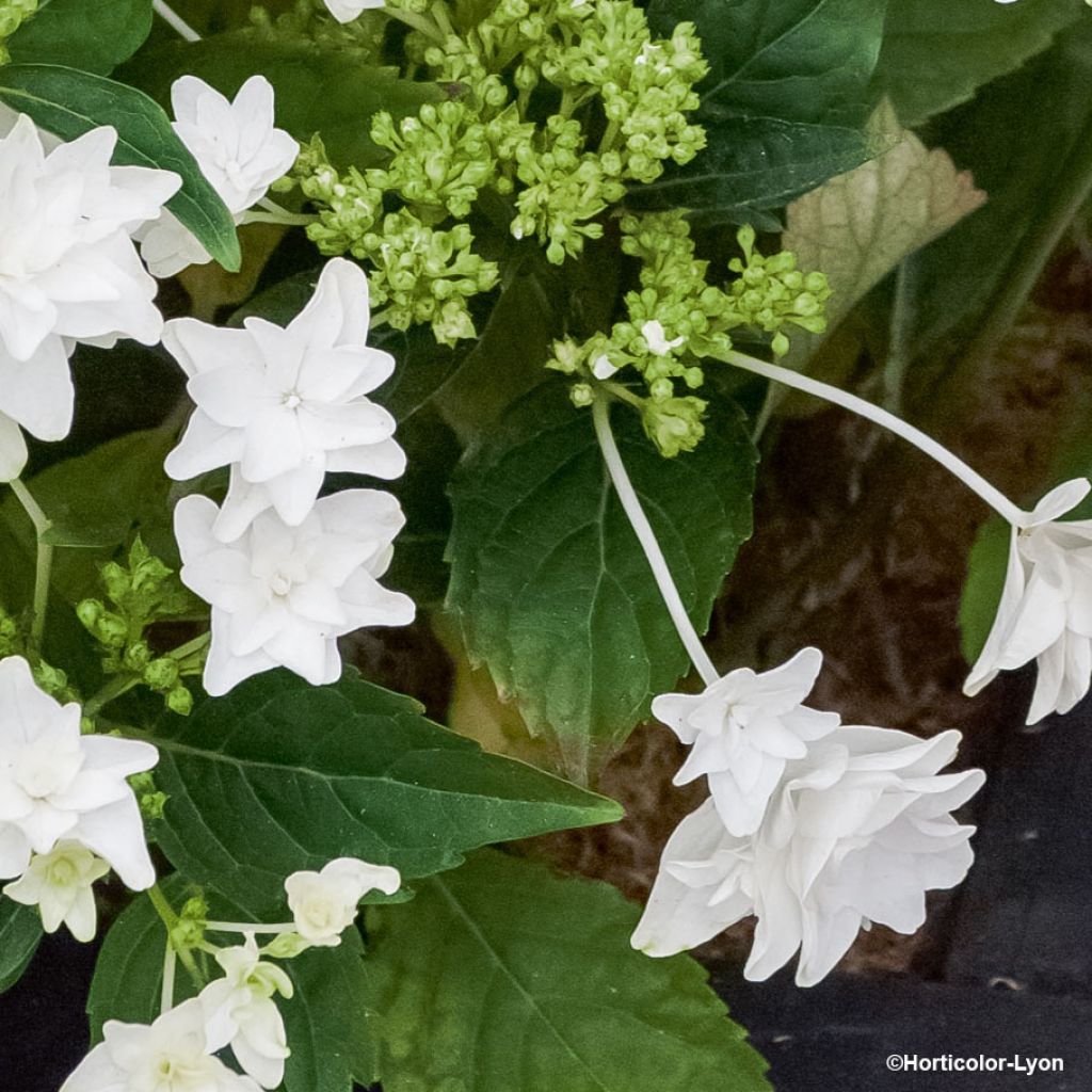 Hydrangea macrophylla Shooting Star - Ortensia