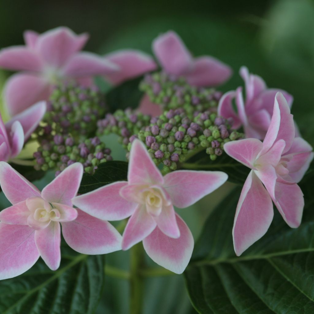Hydrangea macrophylla Stargazer - Ortensia