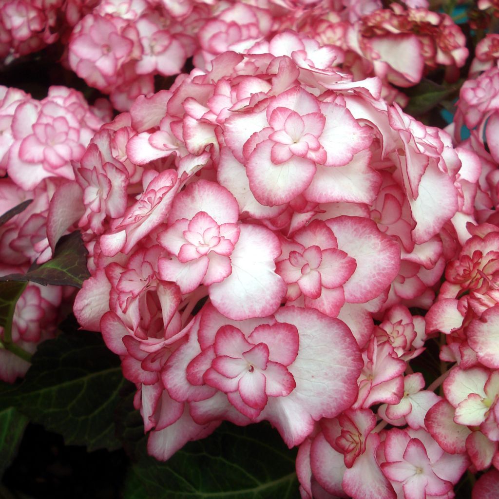 Hydrangea macrophylla Miss Saori - Ortensia