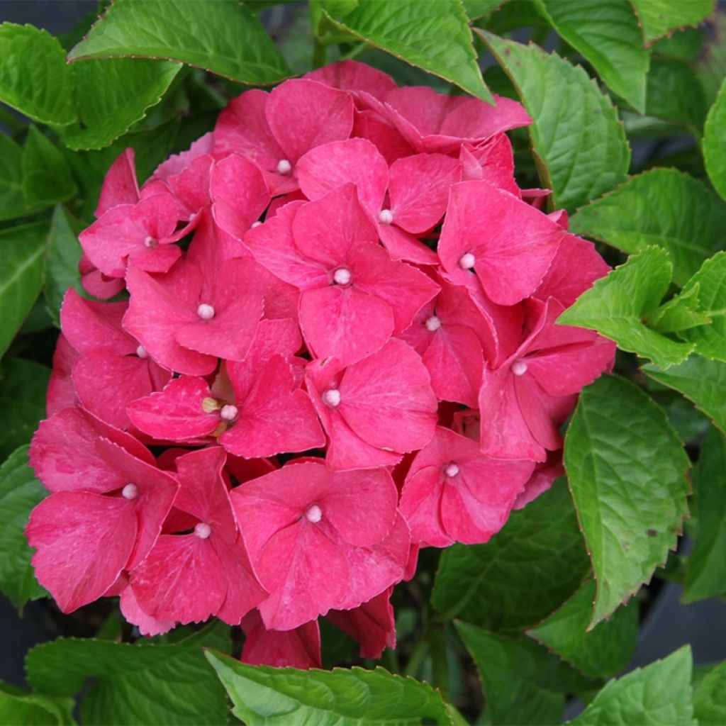 Hydrangea macrophylla Alpenglühen - Ortensia