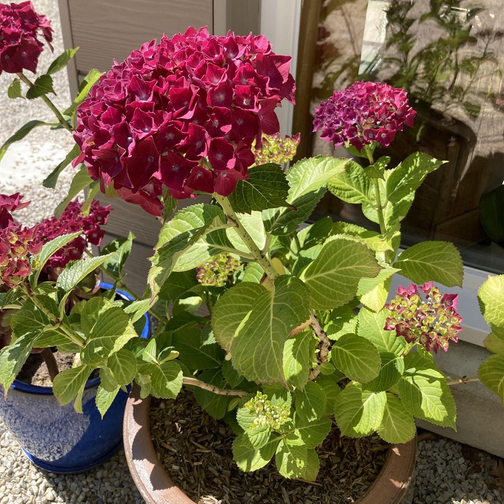 Hydrangea macrophylla Beautensia Dali - Ortensia