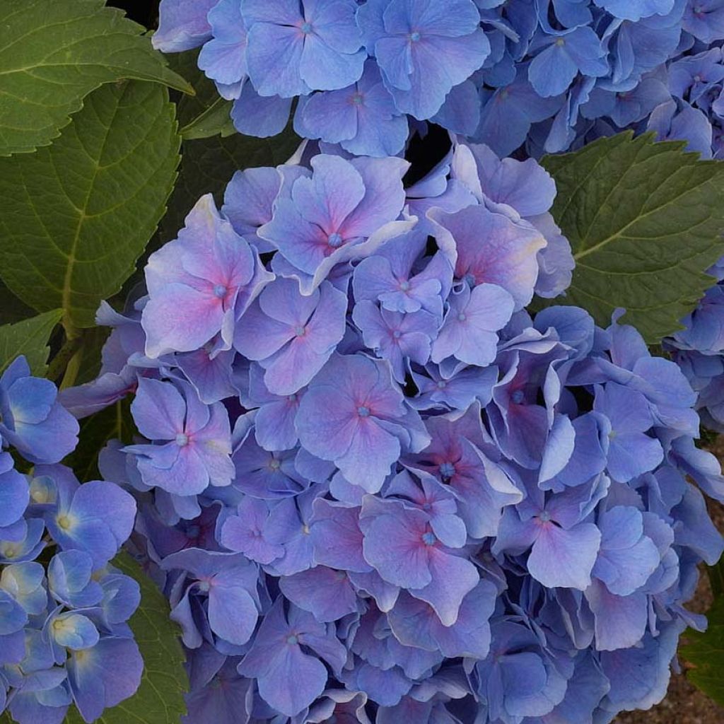 Hydrangea macrophylla Benelux Blue - Ortensia