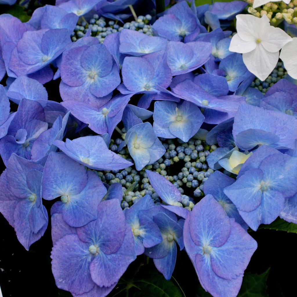 Hydrangea macrophylla Blaumeise - Ortensia