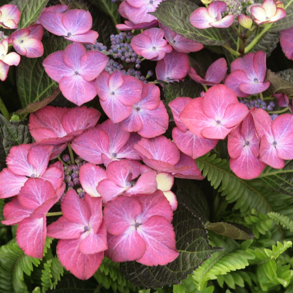 Hydrangea macrophylla Dark Angel Purple - Ortensia