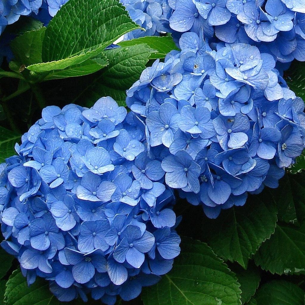 Hydrangea macrophylla Deutschland - Ortensia