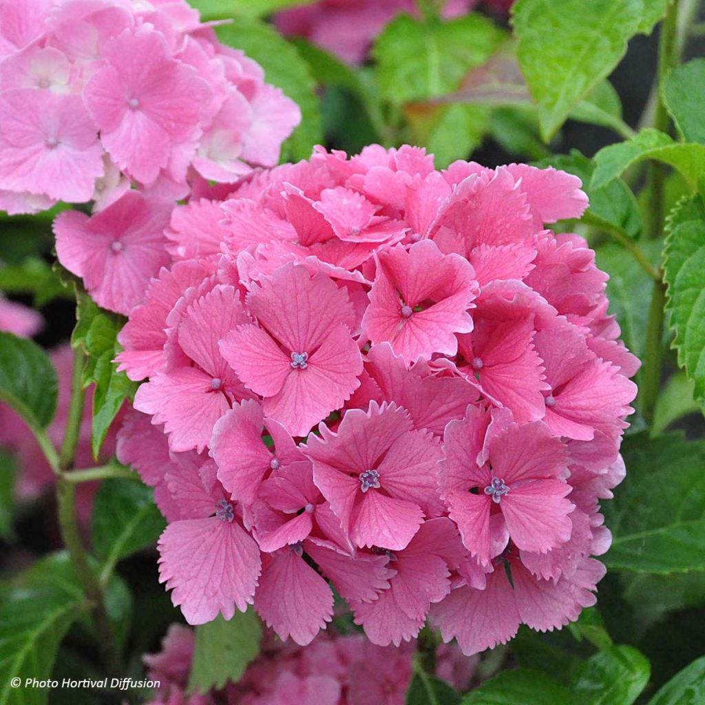 Hydrangea macrophylla Dolce Farfalle - Ortensia
