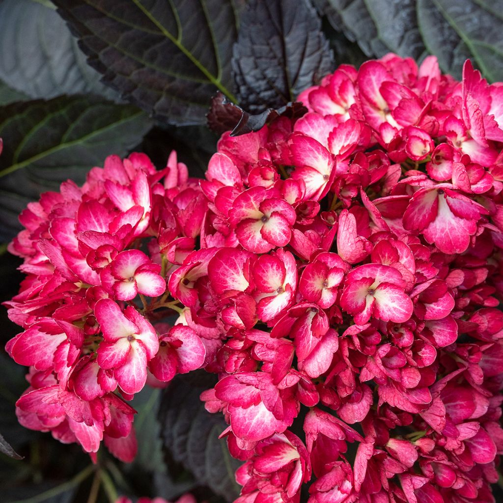 Hydrangea macrophylla Eclipse - Ortensia