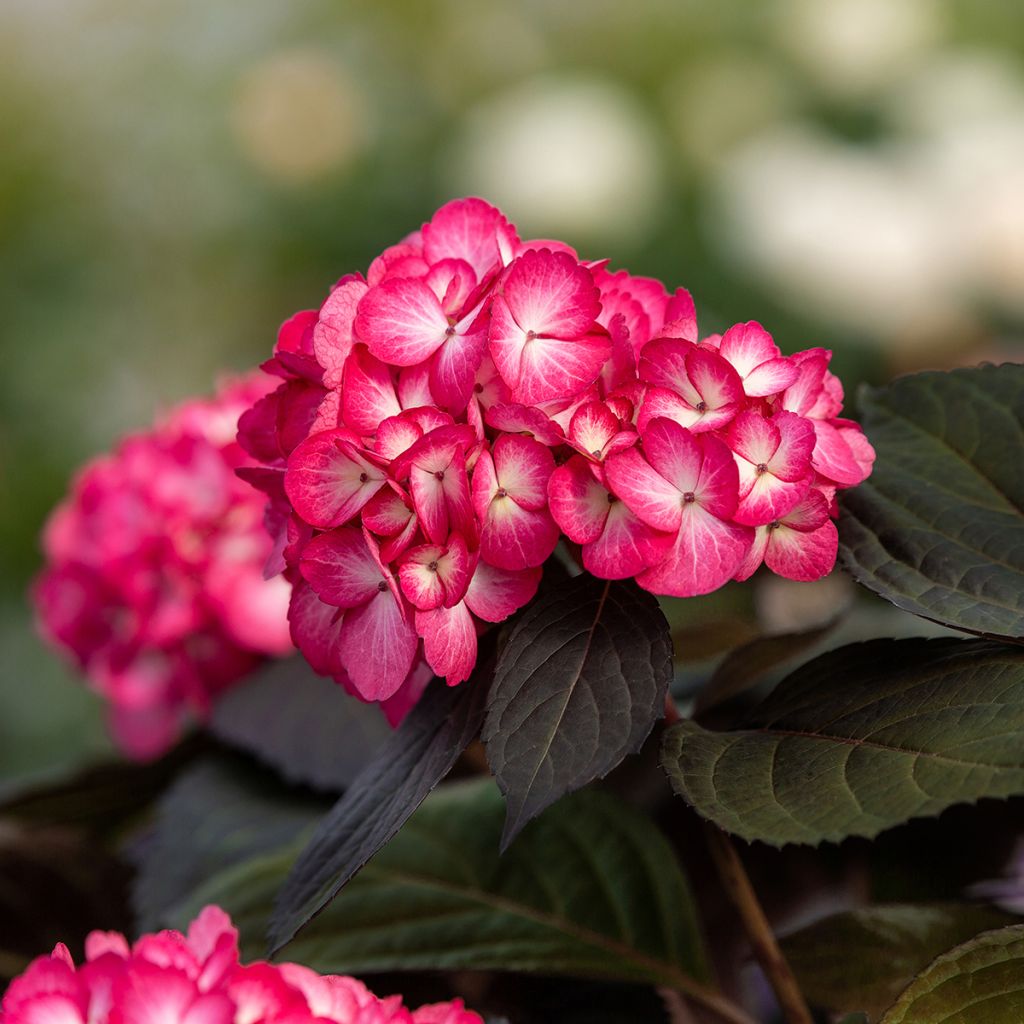 Hydrangea macrophylla Eclipse - Ortensia