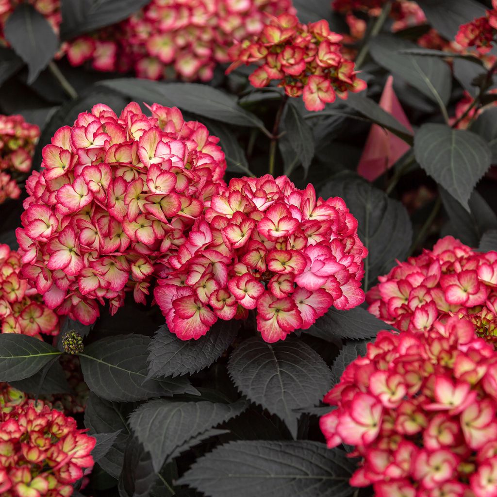 Hydrangea macrophylla Eclipse - Ortensia