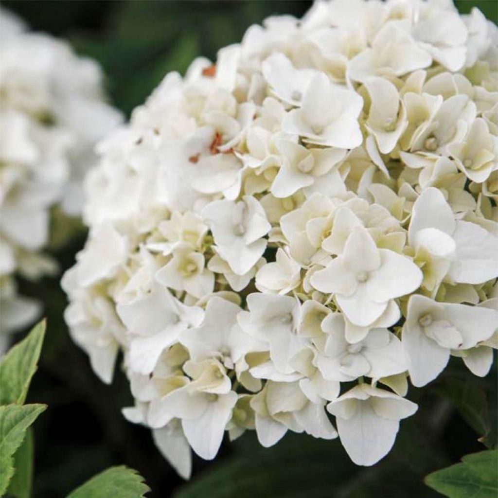 Hydrangea macrophylla Endless Summer The Bride - Ortensia