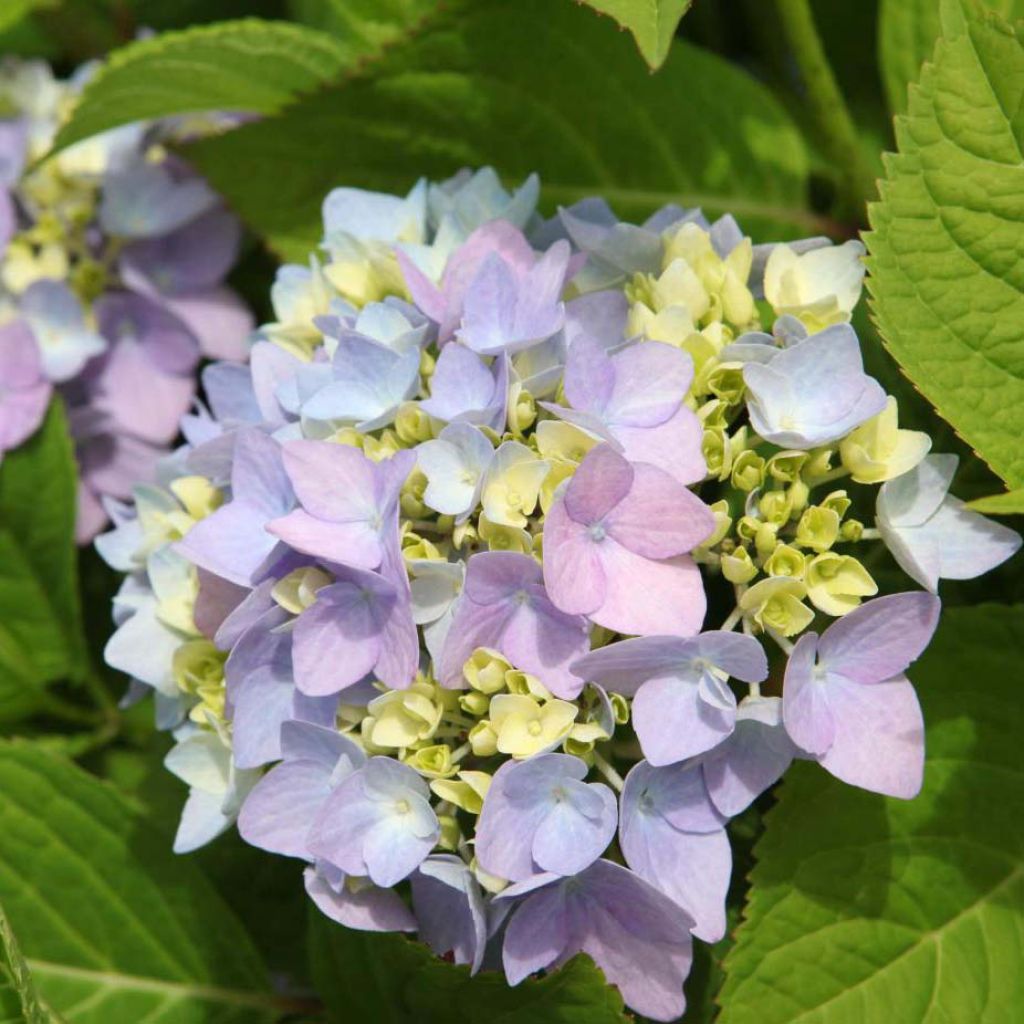 Hydrangea macrophylla Endless Summer The Original Blue - Ortensia