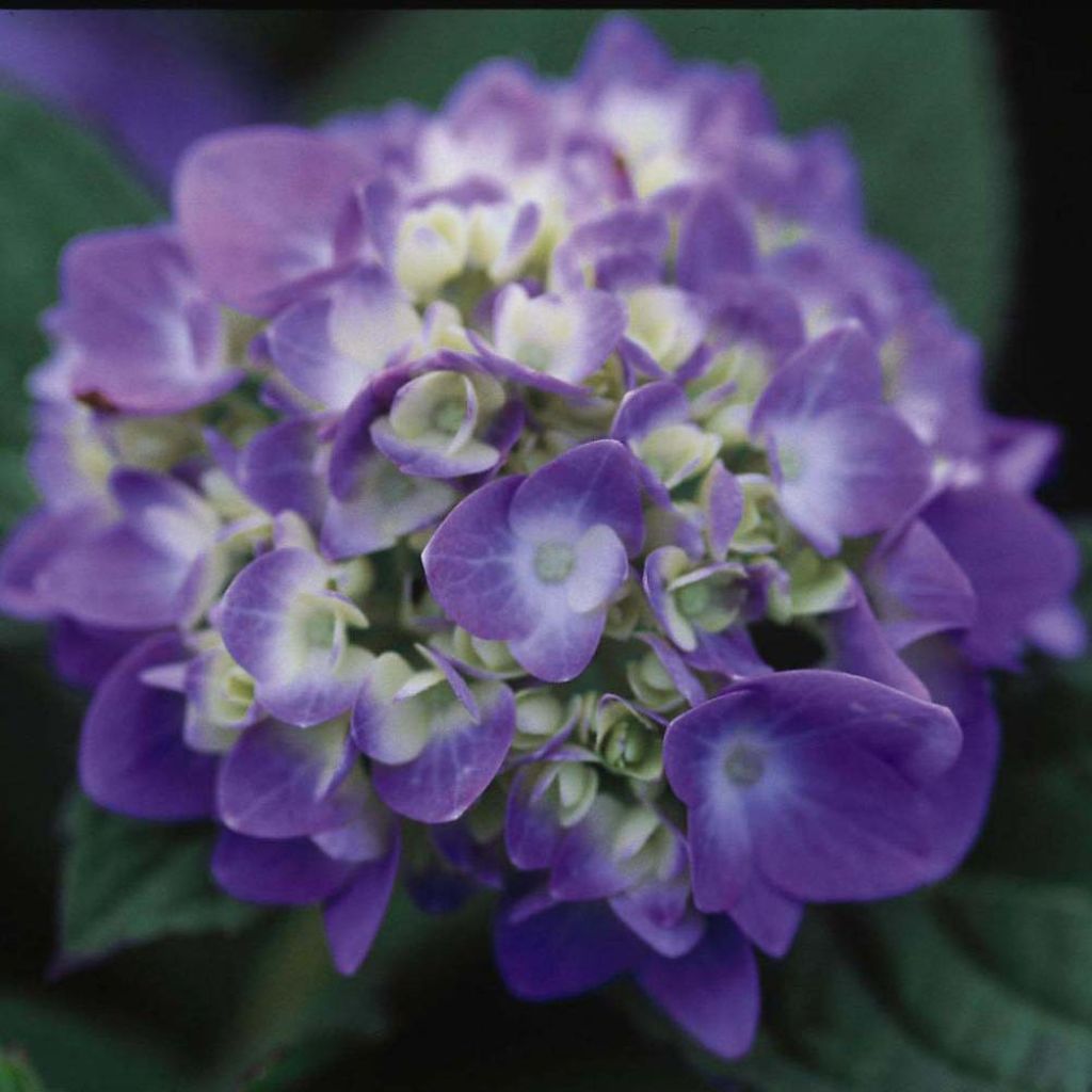 Hydrangea macrophylla Endless Summer The Original Blue - Ortensia