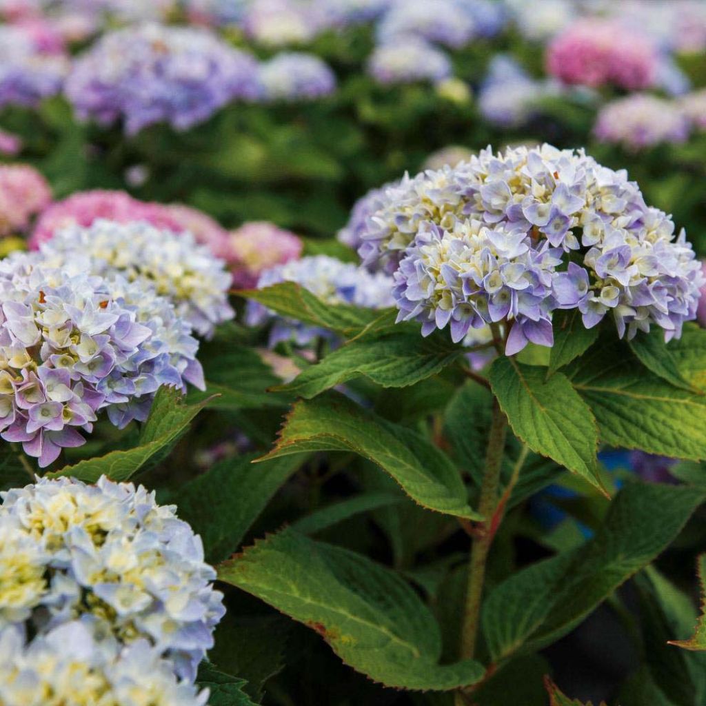 Hydrangea macrophylla Endless Summer The Original Blue - Ortensia