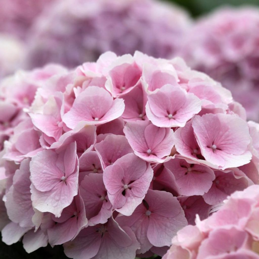 Hydrangea macrophylla Everbloom Pink Wonder