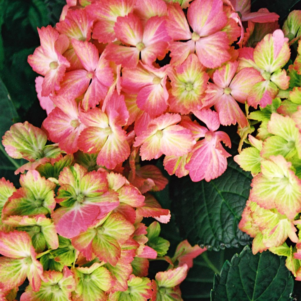 Hydrangea macrophylla Fantasia - Ortensia
