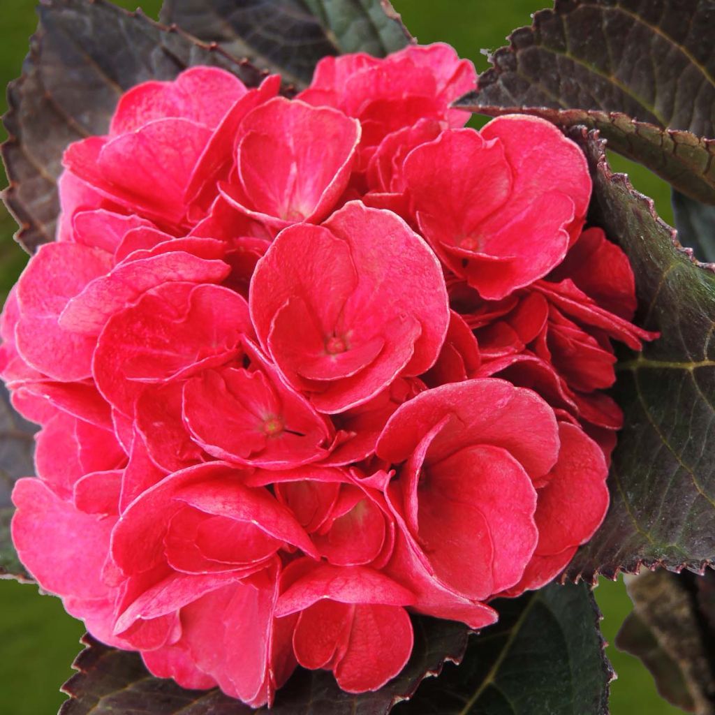 Hydrangea macrophylla Julisa - Ortensia