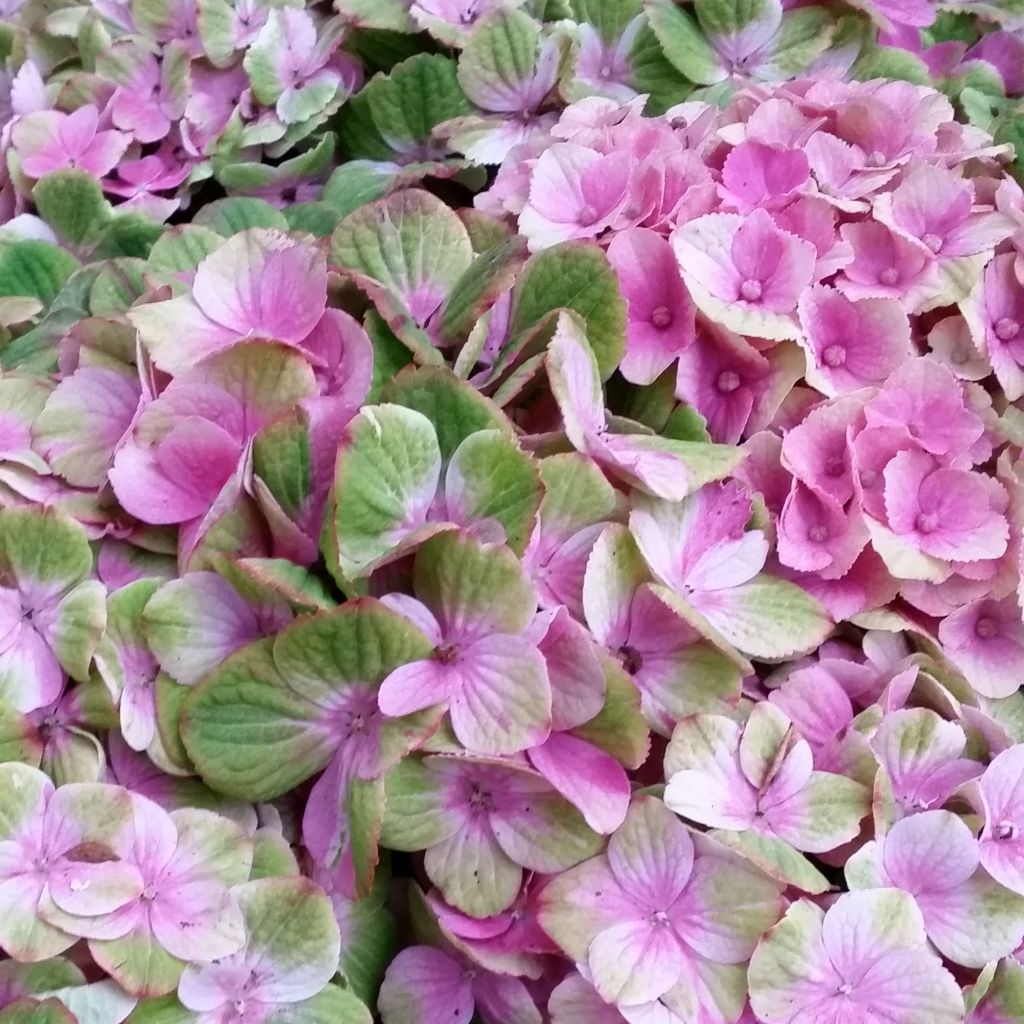 Hydrangea macrophylla Magical Amethyst - Ortensia