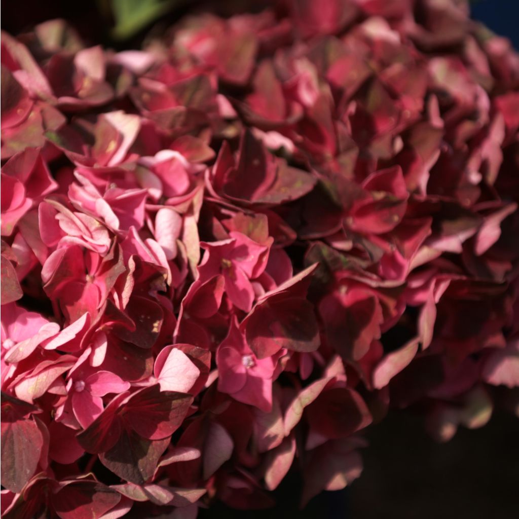 Hydrangea macrophylla Magical Crimson - Ortensia
