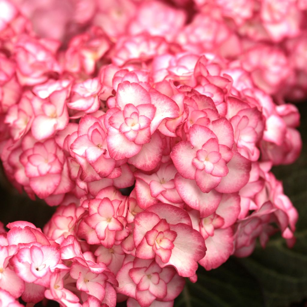 Hydrangea macrophylla Miss Saori - Ortensia