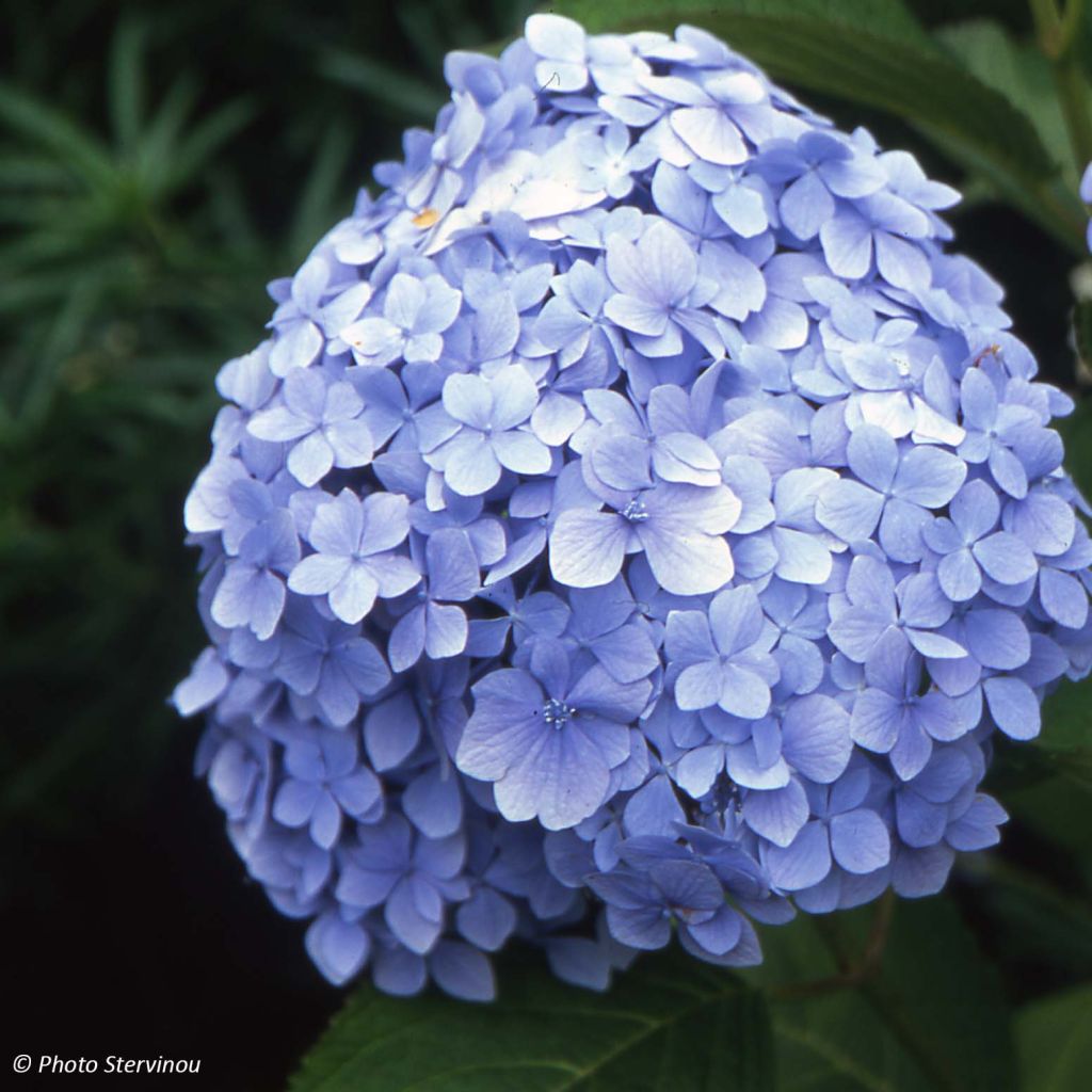 Hydrangea macrophylla Mousseline - Ortensia