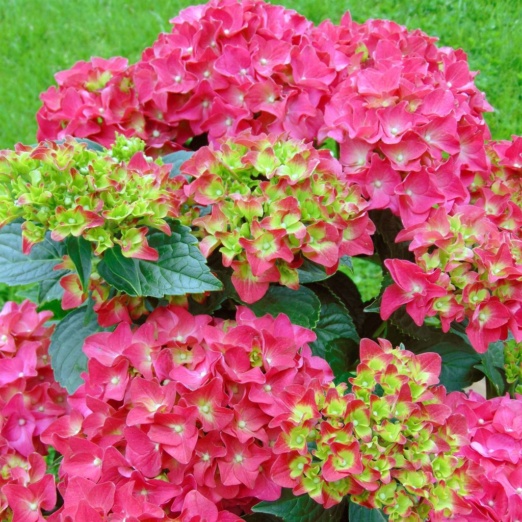 Hydrangea macrophylla Music Collection Red Reggae - Ortensia