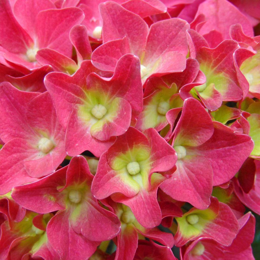 Hydrangea macrophylla Music Collection Red Reggae - Ortensia