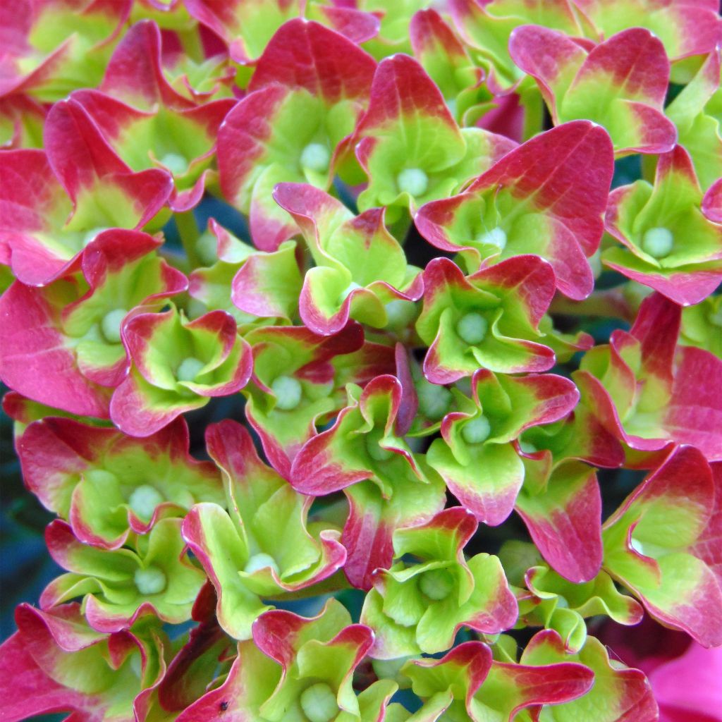Hydrangea macrophylla Music Collection Red Reggae - Ortensia