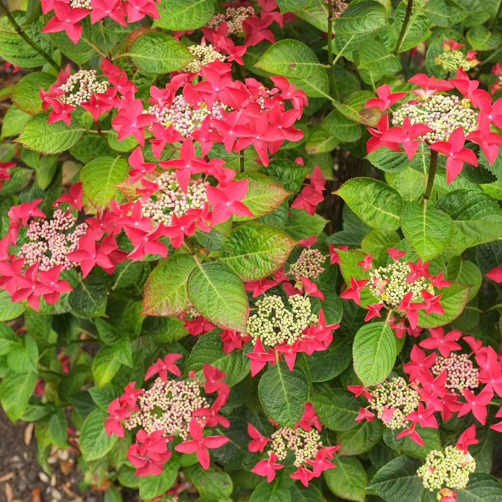 Hydrangea macrophylla Rotschwanz - Ortensia