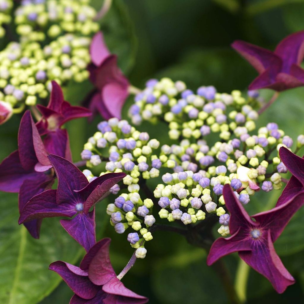 Hydrangea macrophylla Rotschwanz - Ortensia