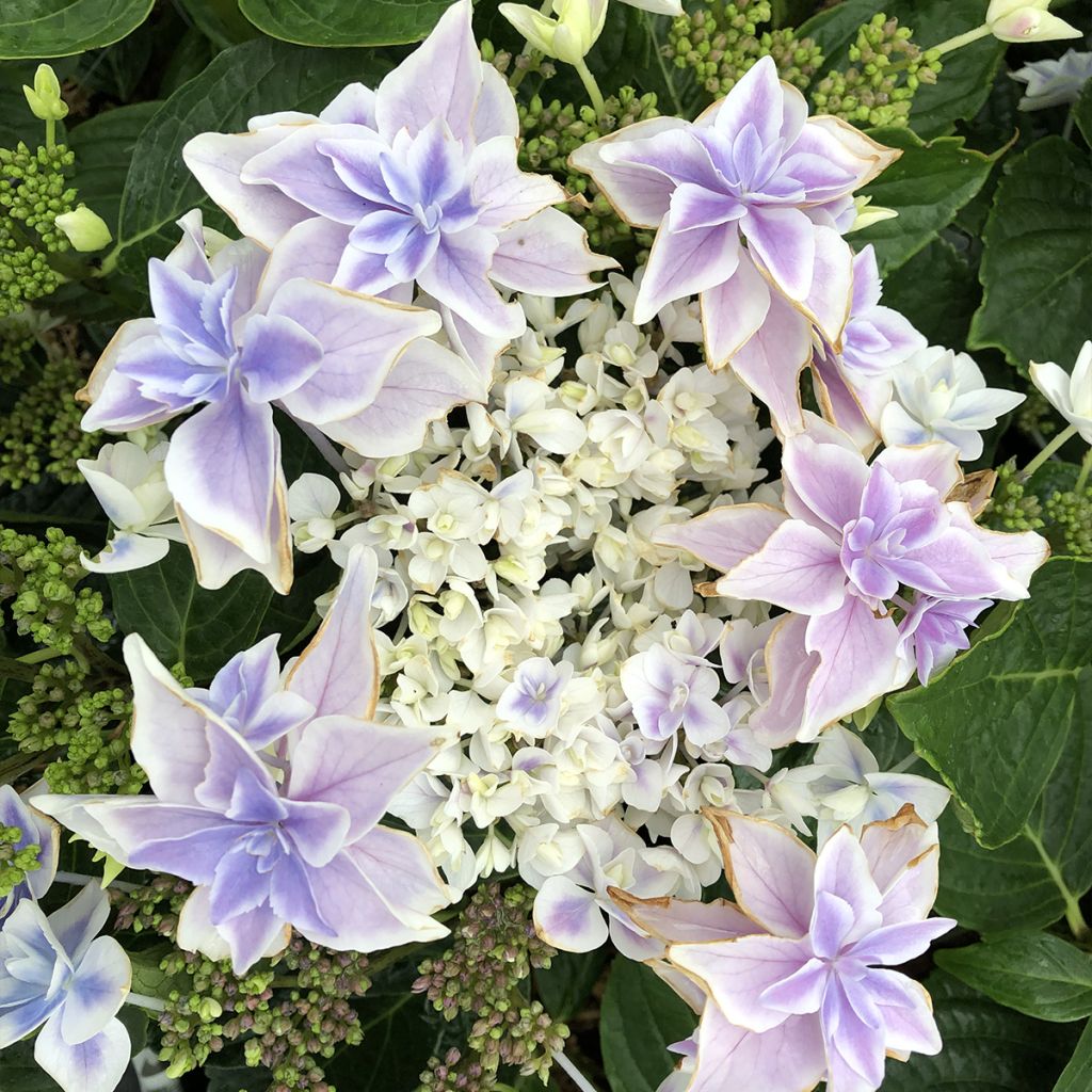 Hydrangea macrophylla Stargazer - Ortensia
