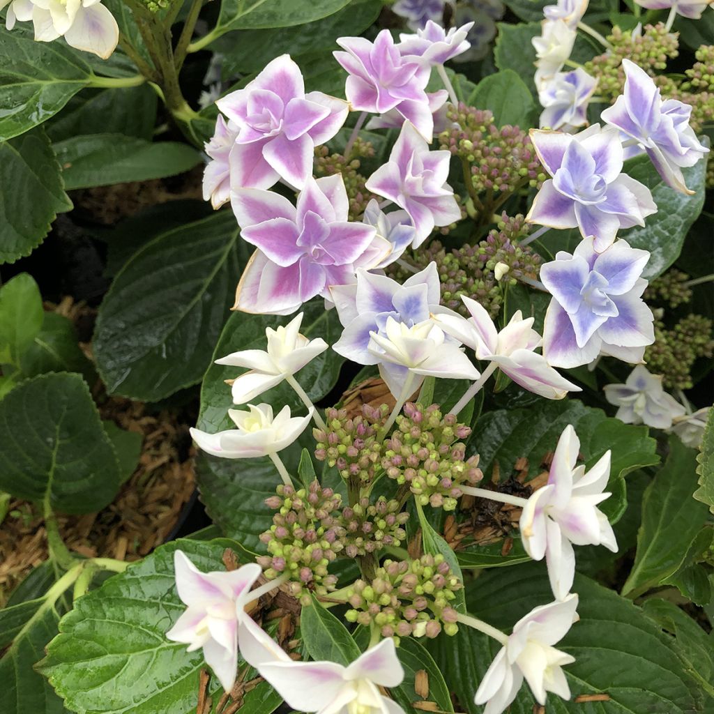 Hydrangea macrophylla Stargazer - Ortensia