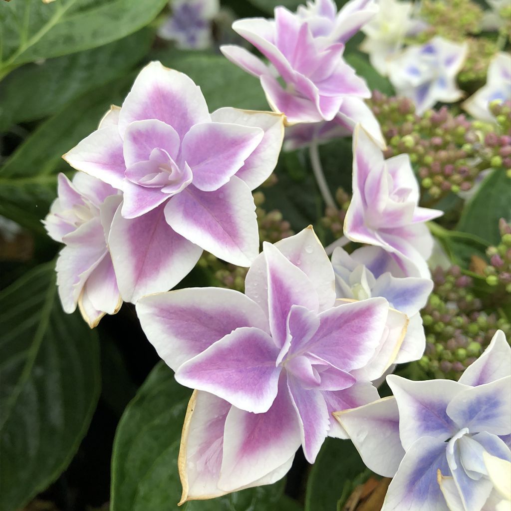 Hydrangea macrophylla Stargazer - Ortensia