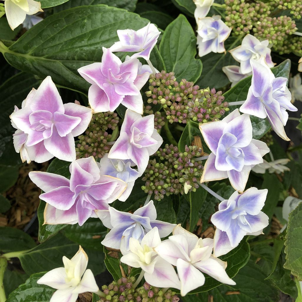 Hydrangea macrophylla Stargazer - Ortensia
