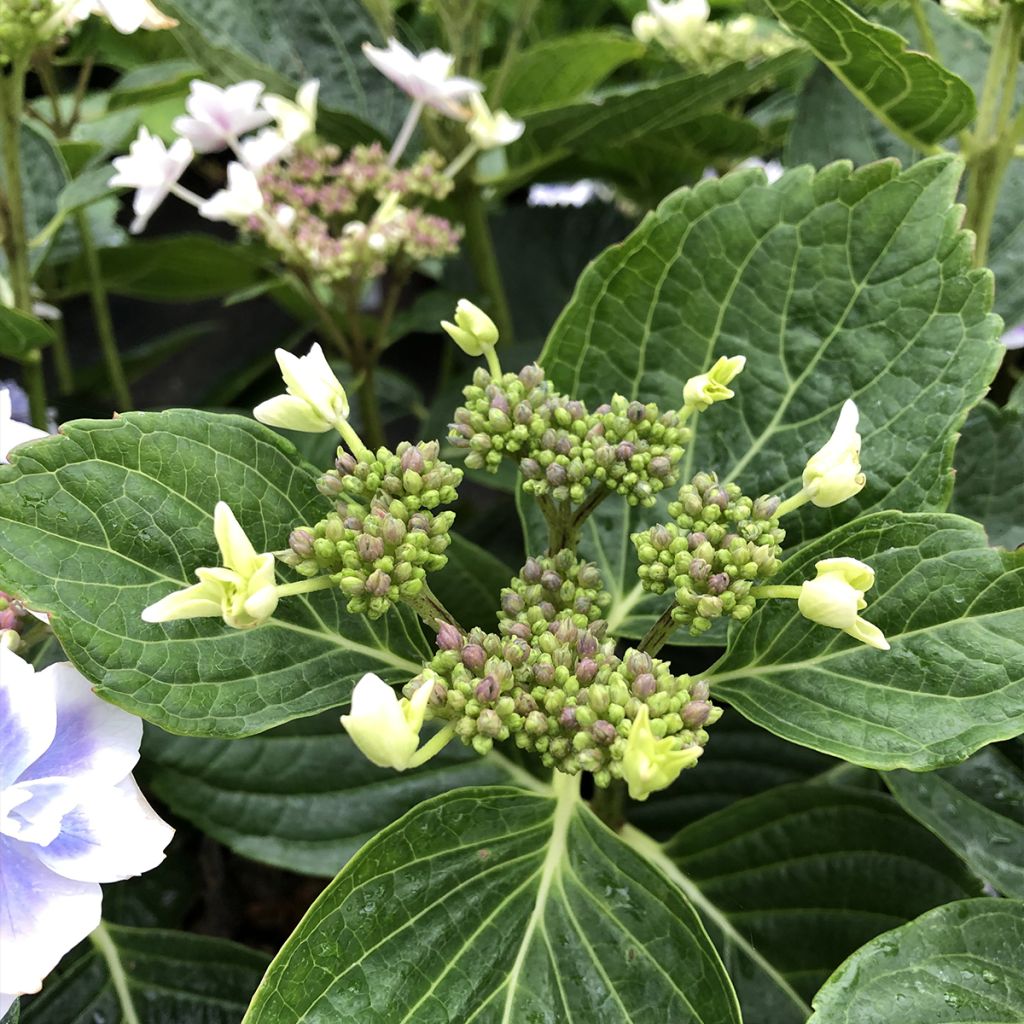 Hydrangea macrophylla Stargazer - Ortensia