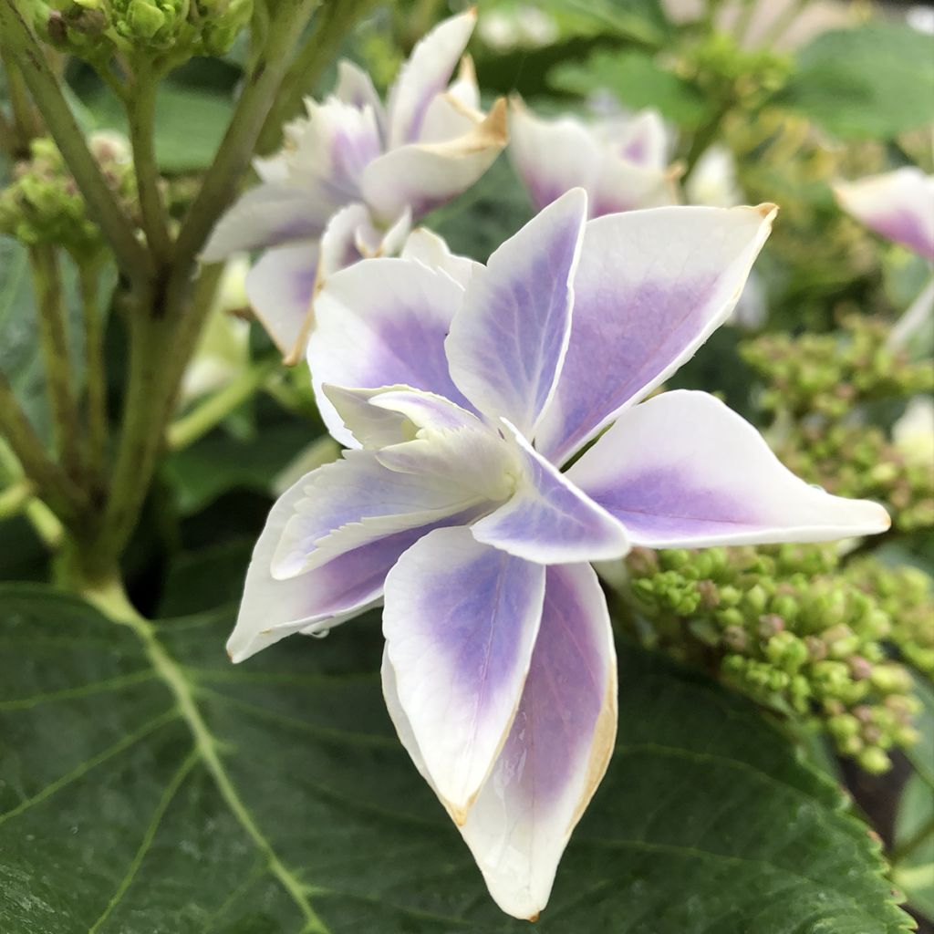 Hydrangea macrophylla Stargazer - Ortensia