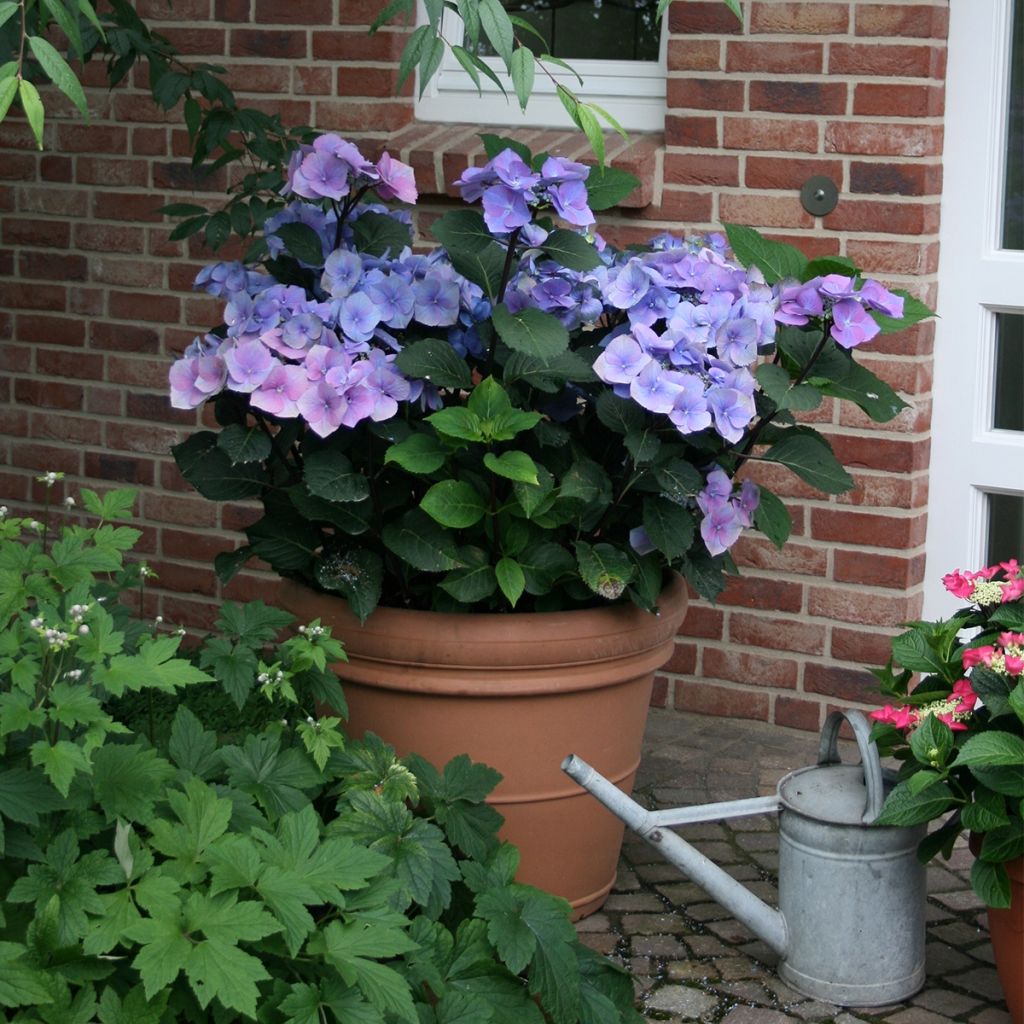 Hydrangea macrophylla Teller Blue - Ortensia