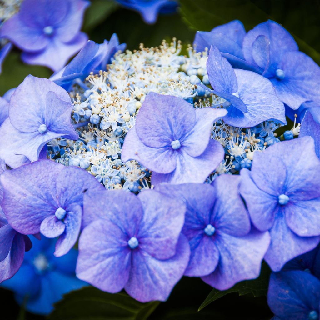 Hydrangea macrophylla Teller Blue - Ortensia