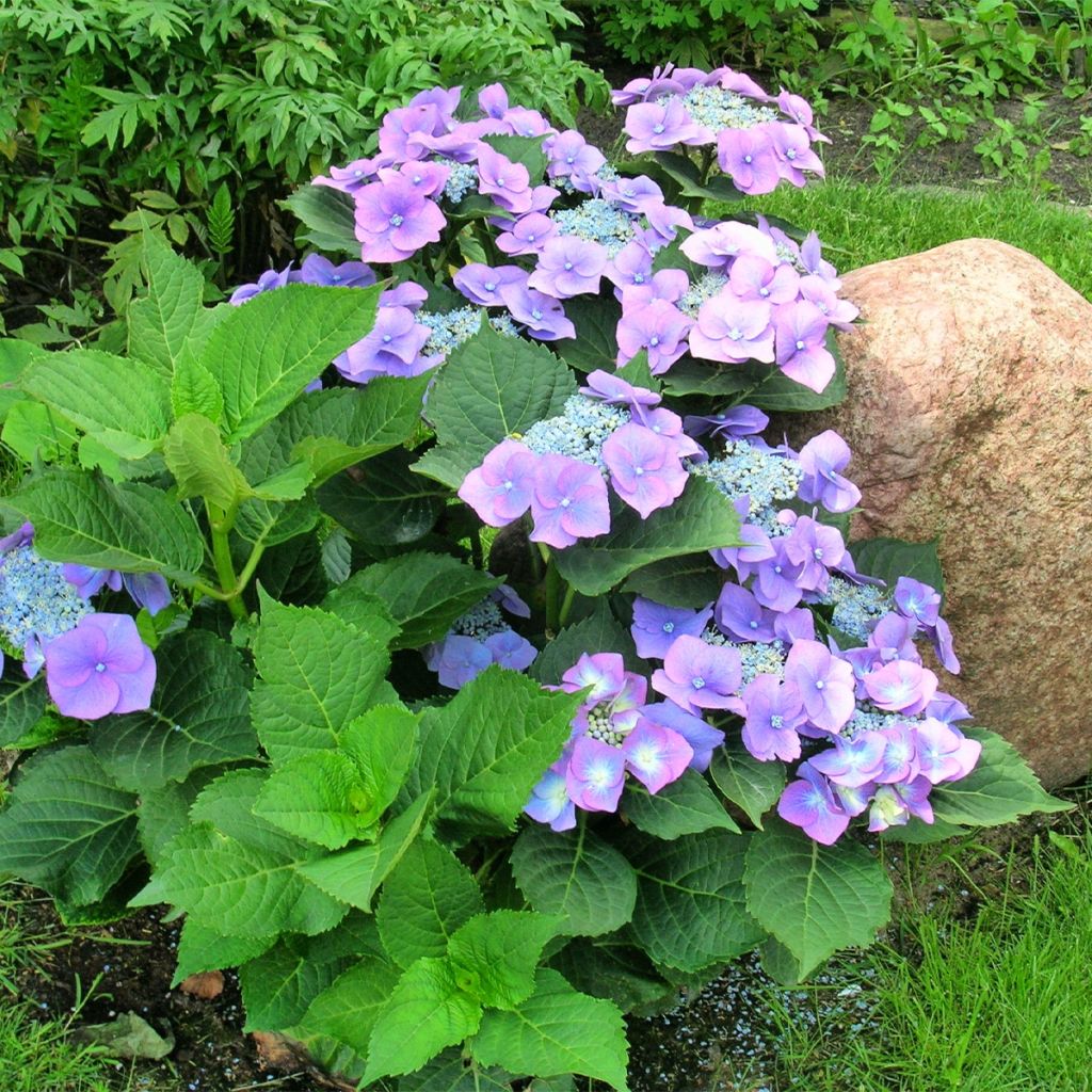 Hydrangea macrophylla Teller Blue - Ortensia